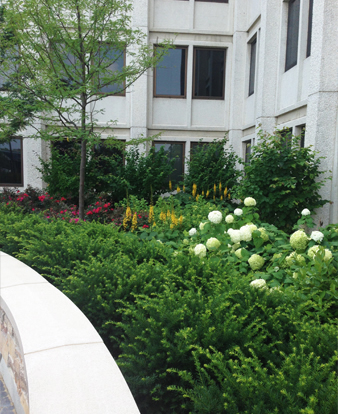 JRA_Palos Community Hospital_Evergreens in Garden